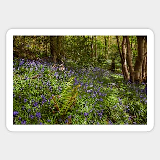 St Illtyd's Way through Coedalltacham, Pontardawe, Wales Sticker